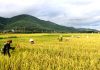 Mơ thấy gặt lúa báo hiệu điềm gì? Nên đánh lô con gì chính xác nhất?